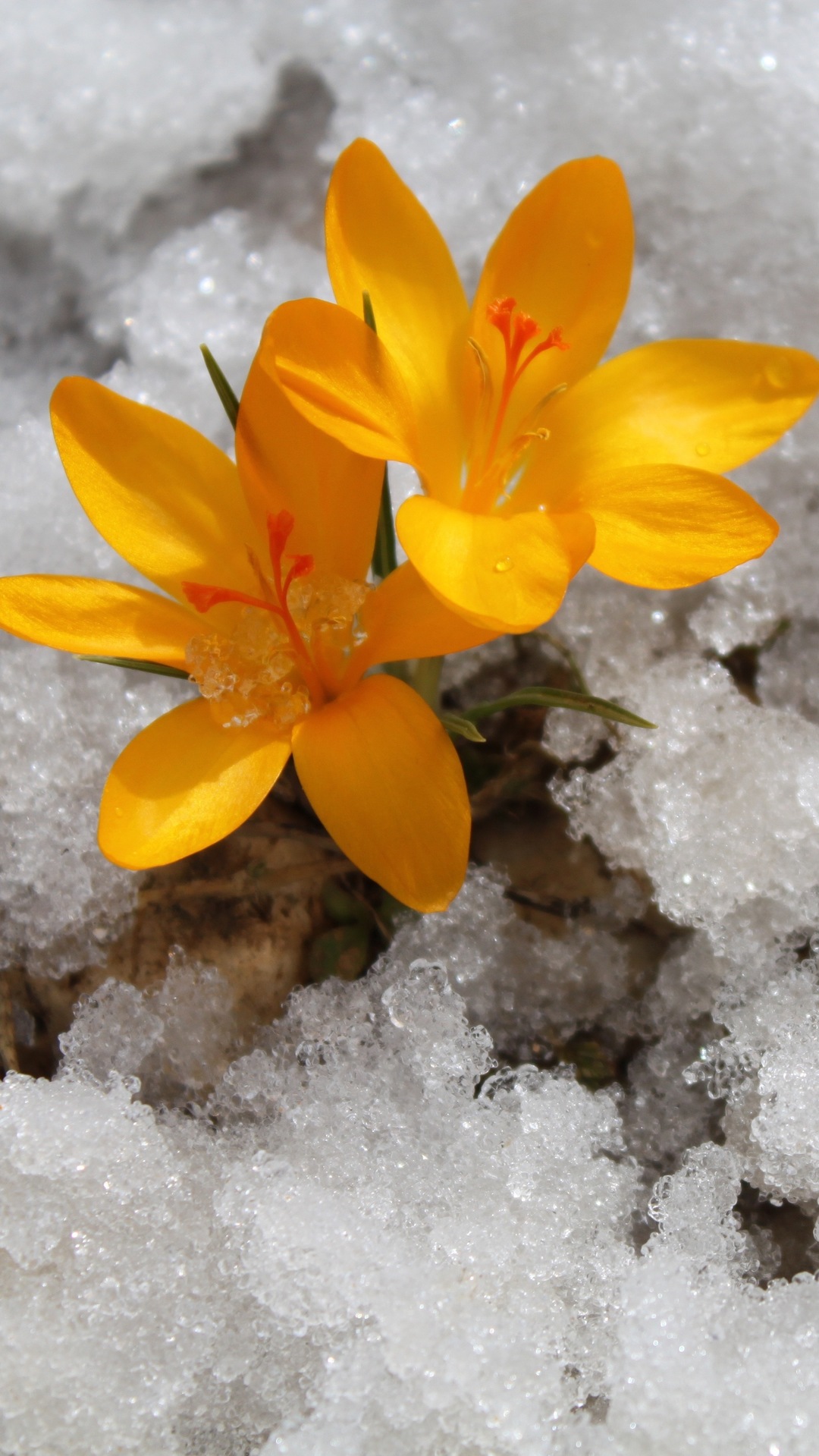 تصویرزمینه زمستان برف - عکس ویسگون