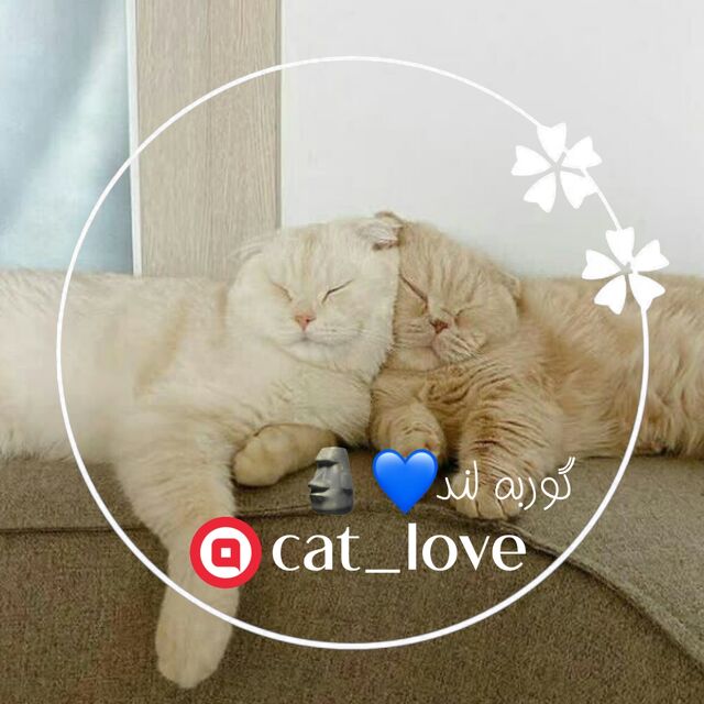 cat_love