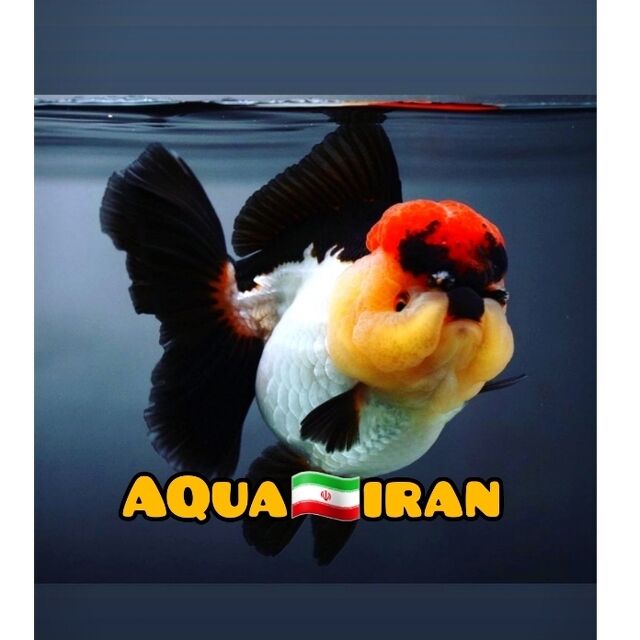 aquaiiran