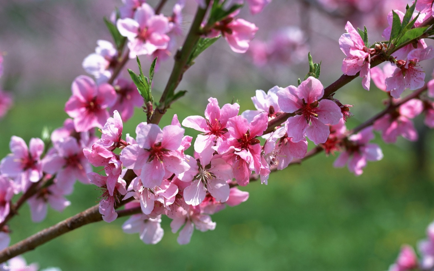 عکسهایی از گلهای بسیار زیبای بهاری - عکس ویسگون